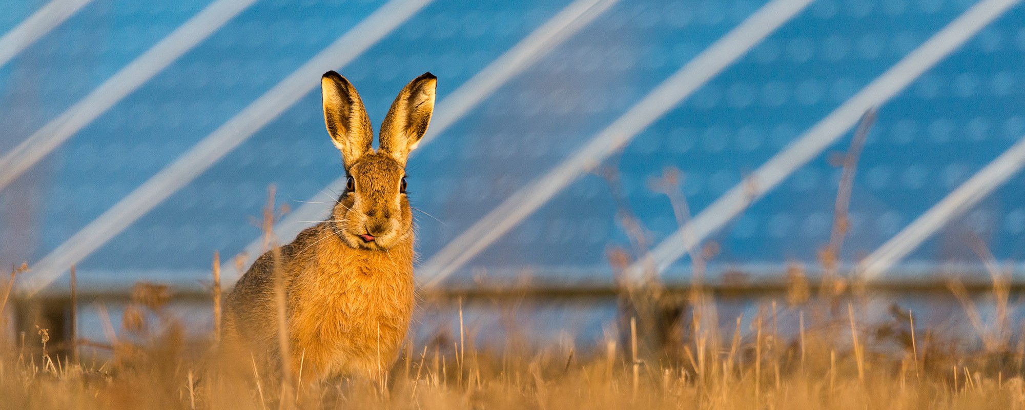 A brown hare stands alert in golden grass with solar panels blurred in the background at a Lightsource bp solar project.