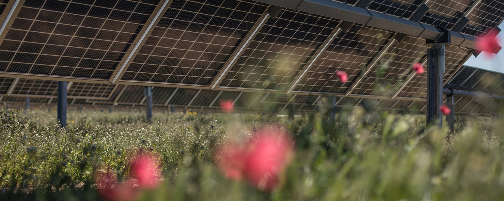 Rows of solar panels at a Lightsource bp solar project, with vibrant red poppies blooming in the grassy undergrowth beneath them.