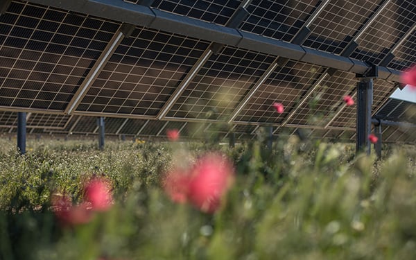 Rows of solar panels at a Lightsource bp solar project, with vibrant red poppies blooming in the grassy undergrowth beneath them.