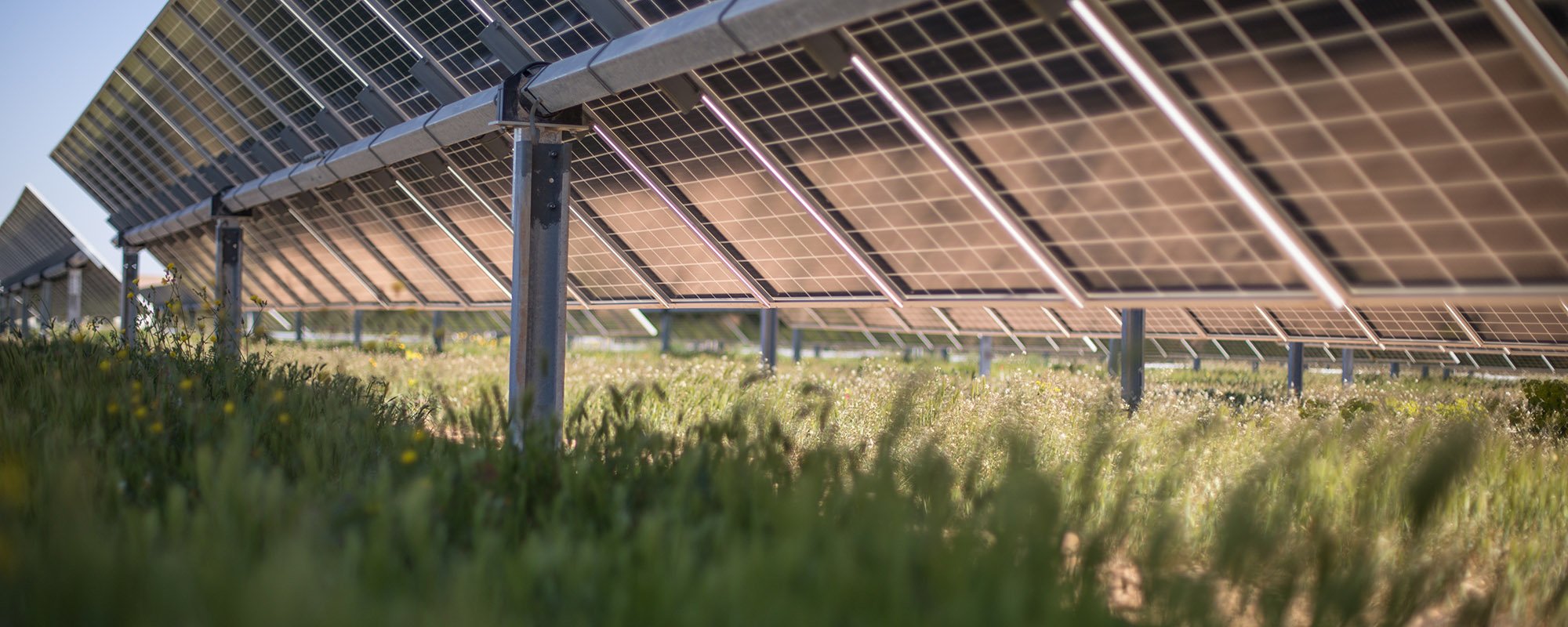 Rows of solar panels at a Lightsource bp solar project, with lush green grass and wildflowers thriving beneath them under bright sunlight.