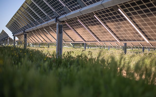 Close-up view beneath solar panels at a Lightsource bp solar project, showing lush green grass and wildflowers thriving in the shade.