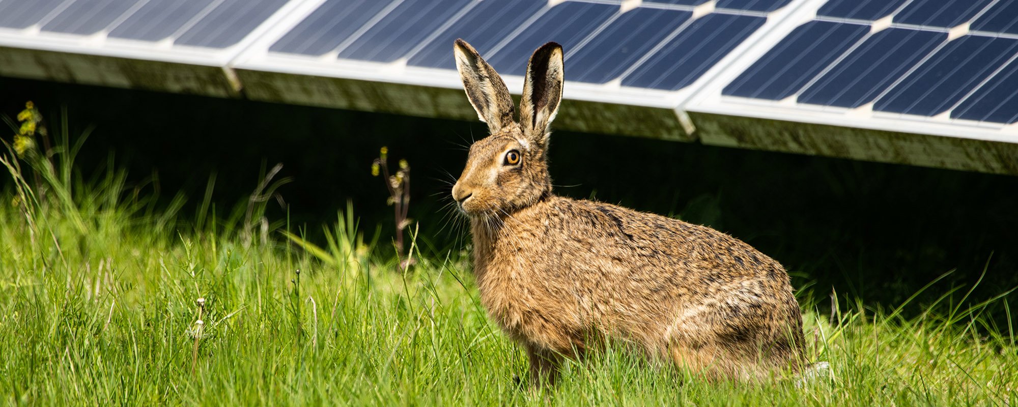 A brown hare sits alert in green grass beneath solar panels at a Lightsource bp solar project.