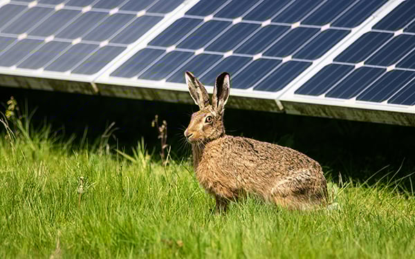 A brown hare sits alert in green grass with solar panels blurred in the background at a Lightsource bp solar project.