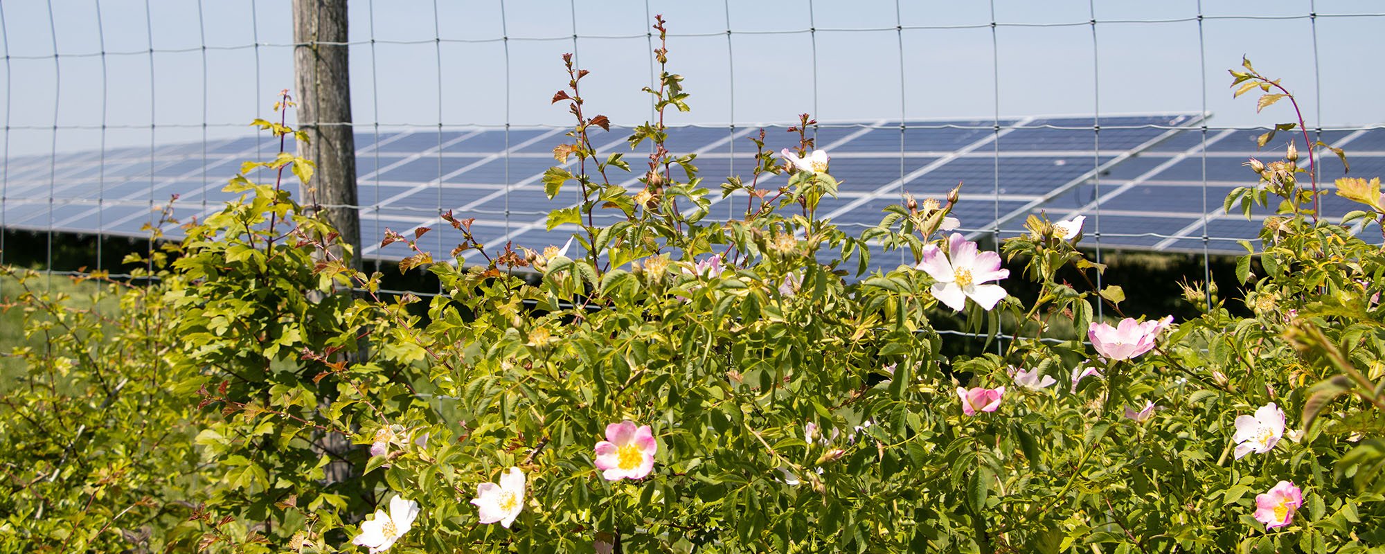 Pink and white wild roses bloom in front of a fence, with solar panels visible behind at the Lightsource bp Manor Farm Eggington solar project in the UK, part of their UK Projects portfolio.