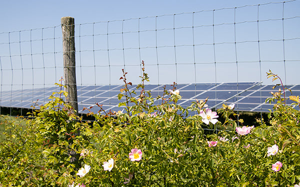 Pink wildflowers bloom in front of a fence with solar panels visible behind at the Lightsource bp Manor Farm Eggington solar project in the UK, part of their UK Projects portfolio.