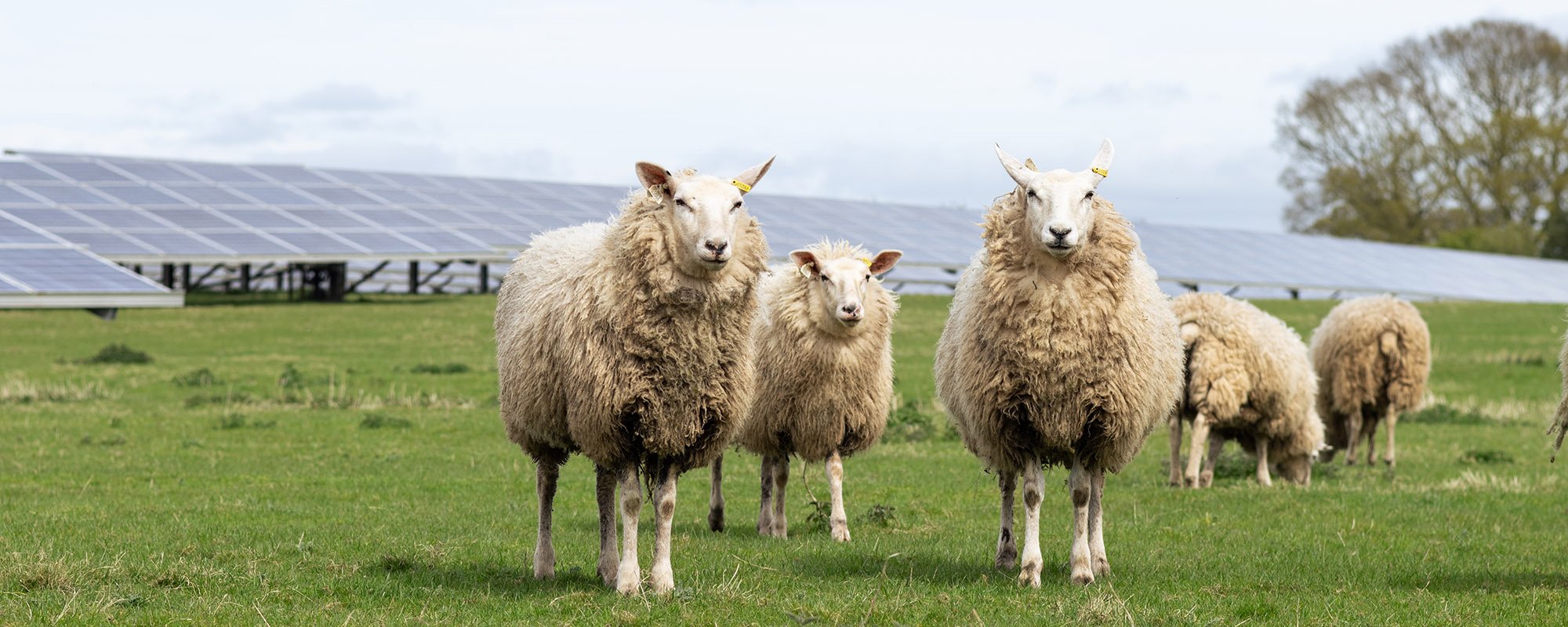 A flock of sheep stands in a green field with solar panels blurred in the background at a Lightsource bp solar project under a partly cloudy sky.
