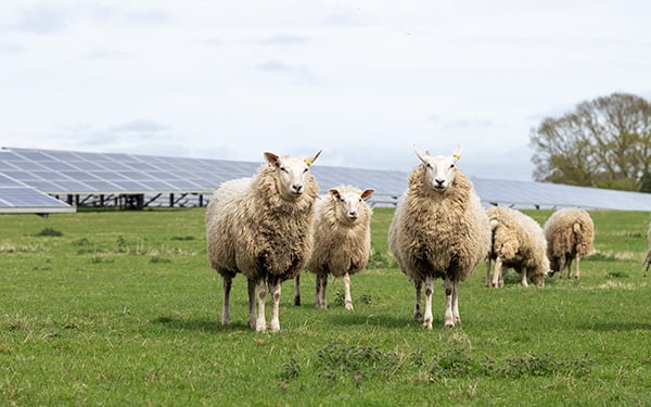 A flock of sheep stands in a green field with solar panels blurred in the background at a Lightsource bp solar project under a partly cloudy sky.