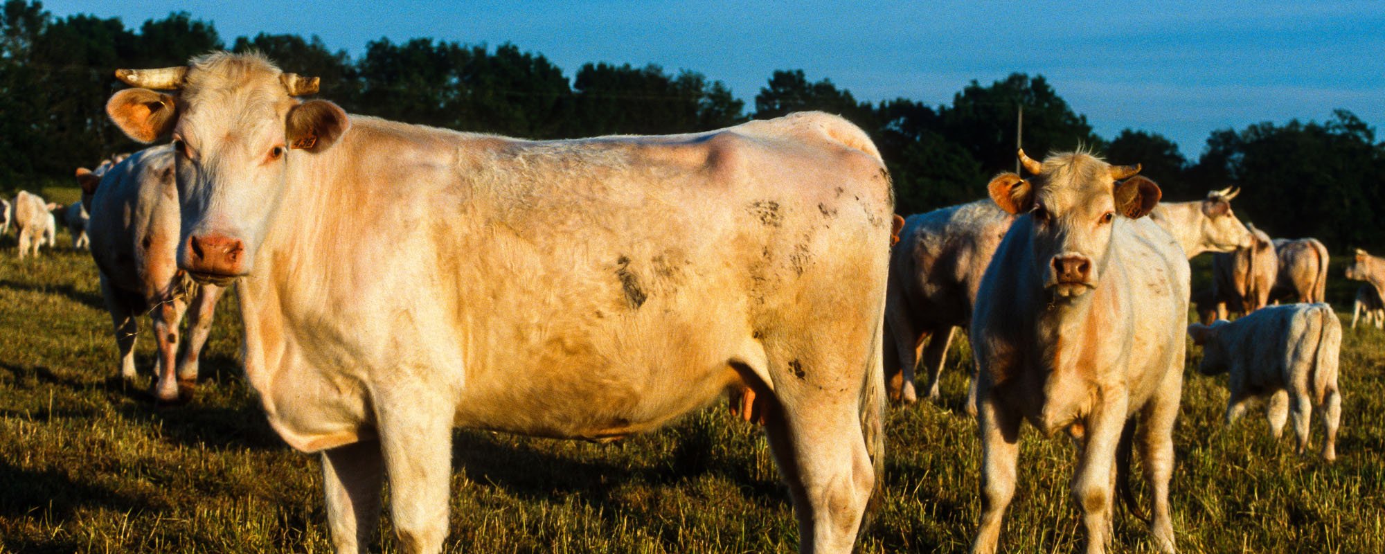 Herd of cows in a field