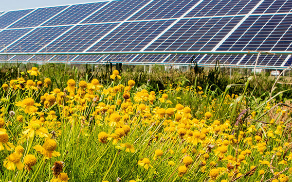 yellow flowers growing beneath solar panels