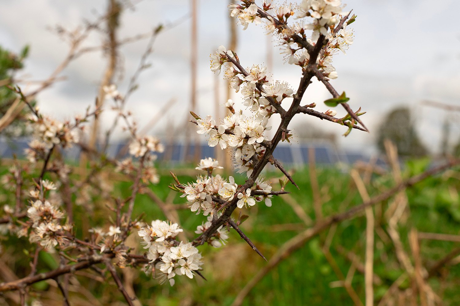 white flowers infront of solar panels