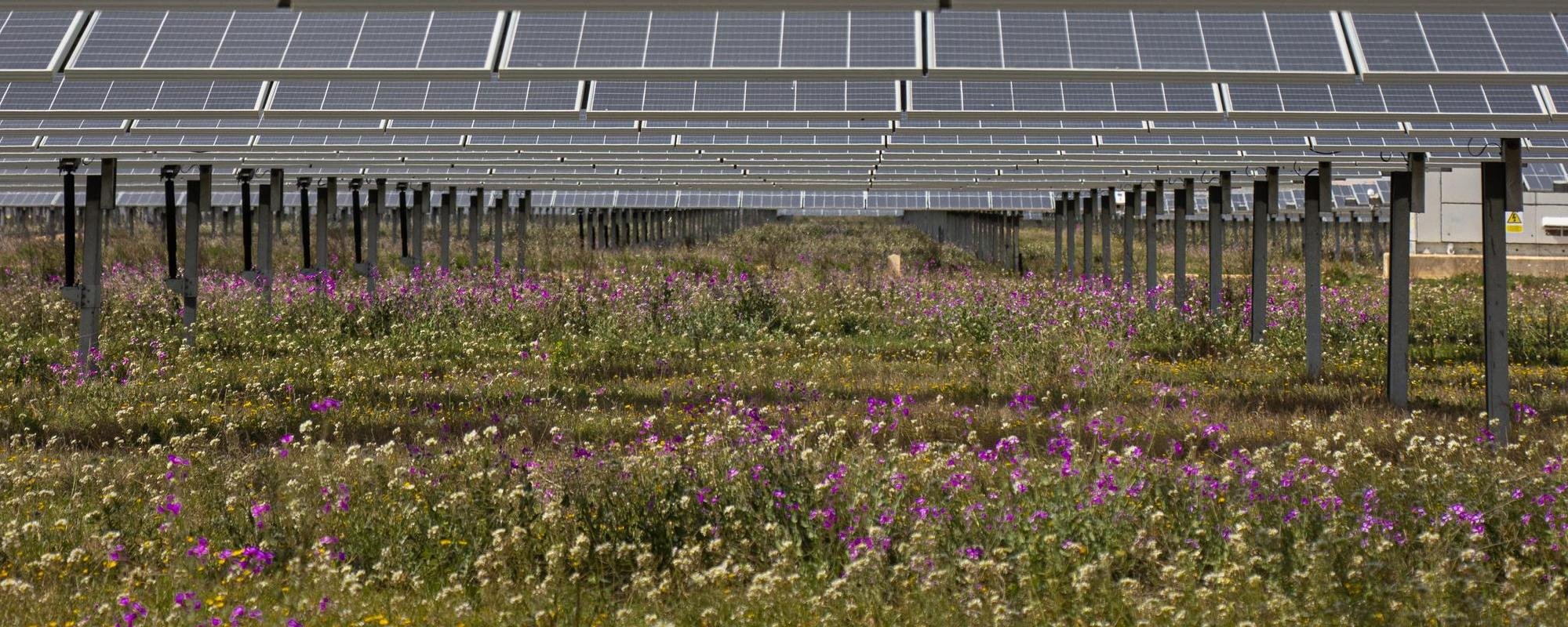 Purple and white flowers growing beneath solar panels