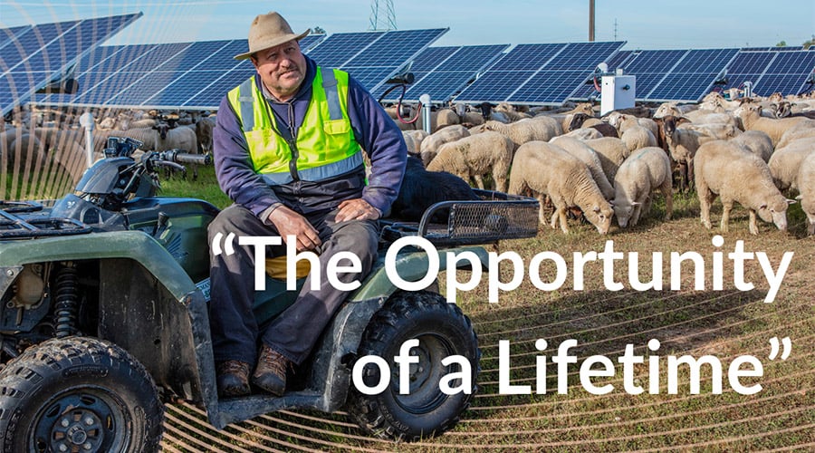 "The opportunity of a lifetime": Sheep farmers find new hope with solar