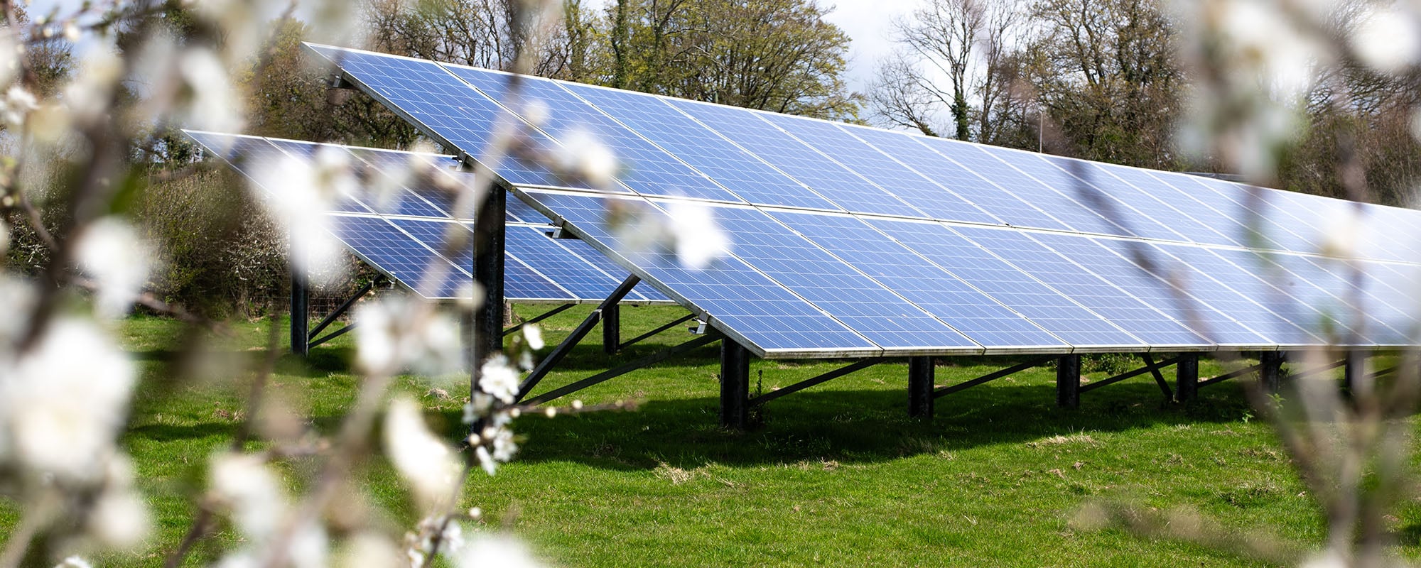 White flowers growing infront of solar panels
