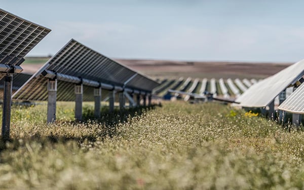 field of flowers growing around solar panels