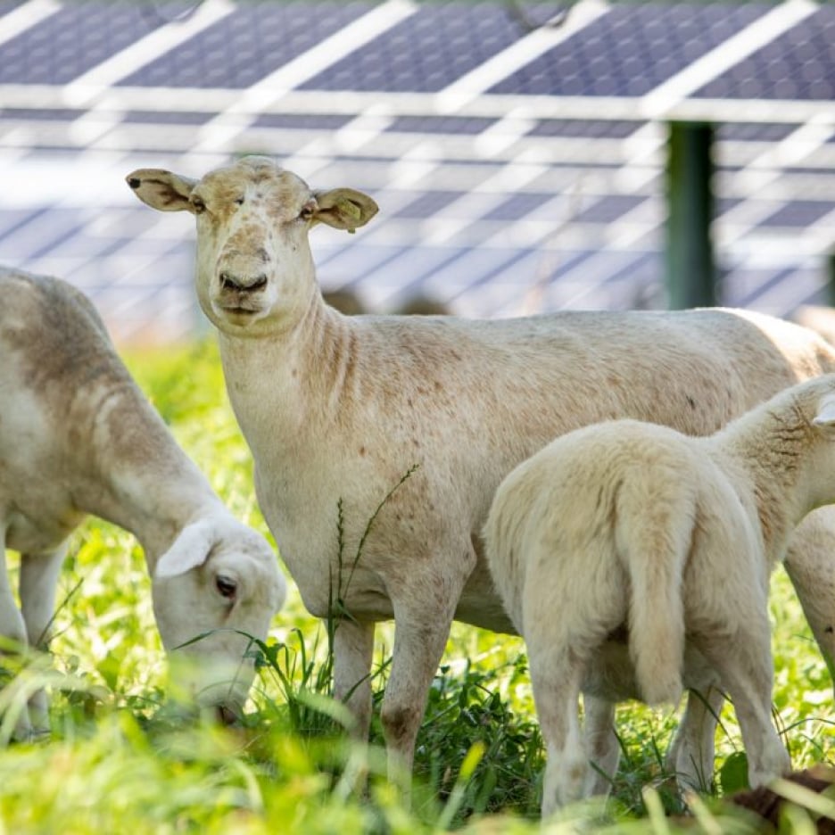 Sheep grazing in a field with a solar farm in the background, showcasing the concept of agrivoltaics land use.