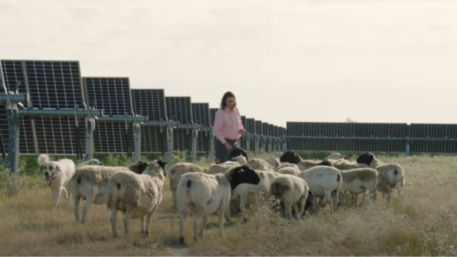 Lady tending to sheep on a solar farm with rows of solar panels in the background