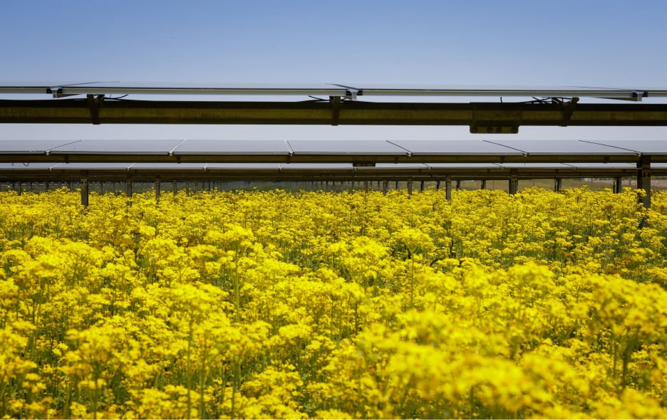 Solar panels installed above a field of blooming yellow flowers