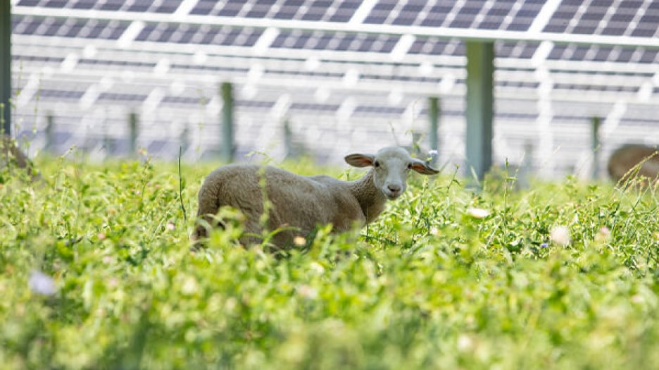 A sheep grazing in a field with a solar farm in the background, showcasing the concept of agrivoltaics land use.