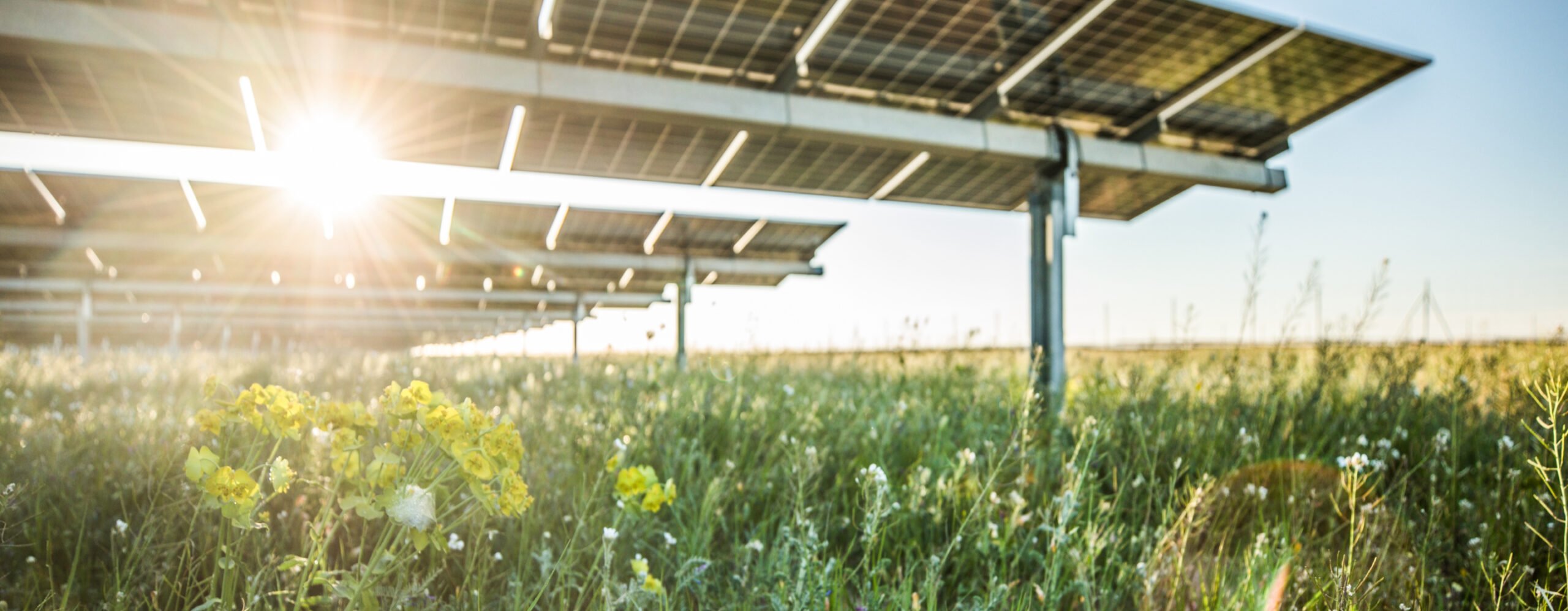 Solar panels in a field of wildflowers at sunset, showcasing renewable energy and biodiversity coexistence