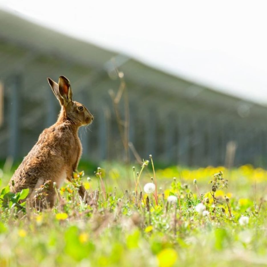 A brown hare standing alert in a solar farm with a blurred background.