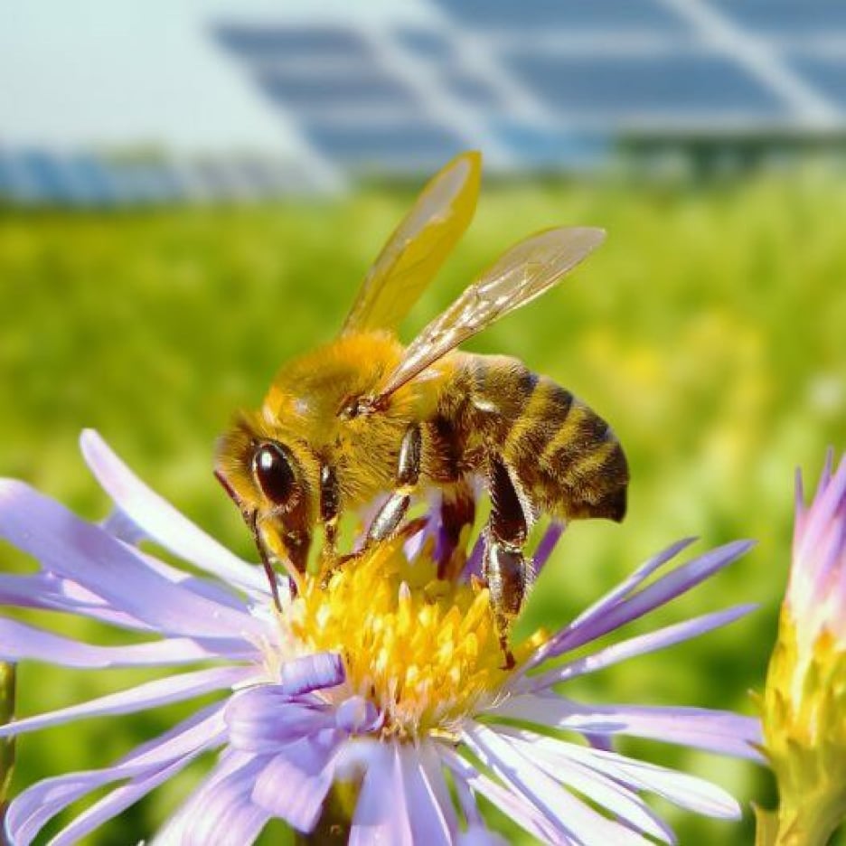 A close-up image of a bee collecting pollen from a purple flower, with a solar farm in the background, showcasing the harmonious coexistence of nature and renewable energy.