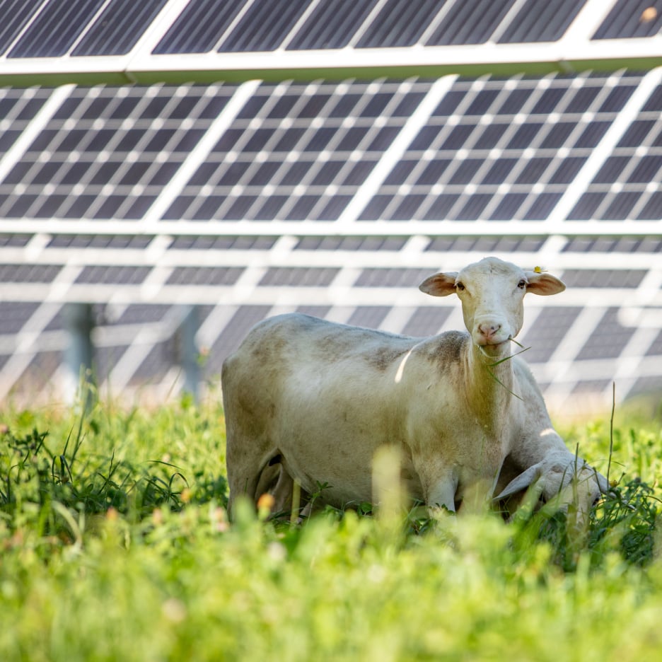 Sheep grazing peacefully in a field with a large solar farm in the background, demonstrating the concept of agrivoltaics land use
