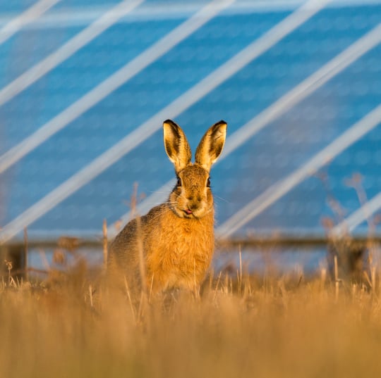 A curious hare sits alert in a field of tall grass, with a solar farm visible in the background, showcasing the potential for biodiversity and sustainable energy coexistence.