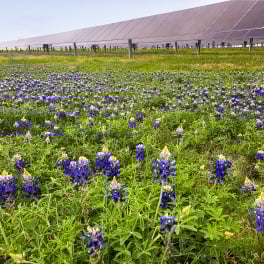 A field of blooming bluebonnets growing beneath a solar farm, showcasing the potential for biodiversity and ecological benefits within renewable energy projects.