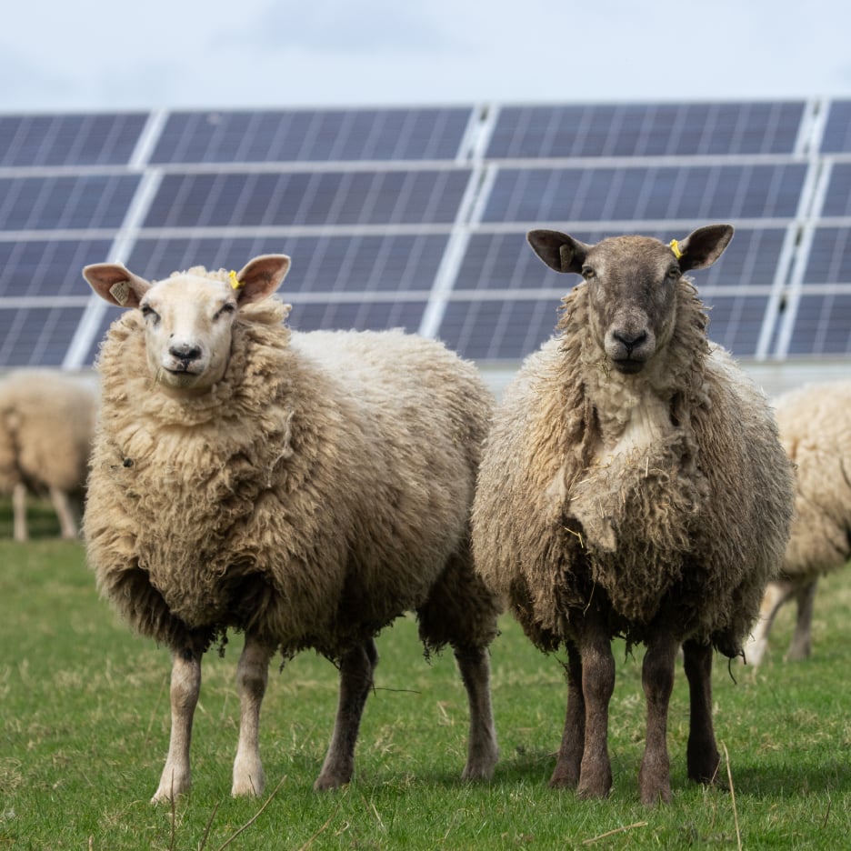 Two sheep standing in a field with a solar farm in the background, demonstrating the concept of agrisolar land use.