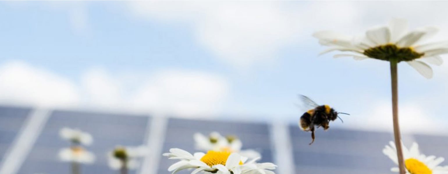 A photo of a bumblebee in flight, hovering near white flowers, with solar panels in the background