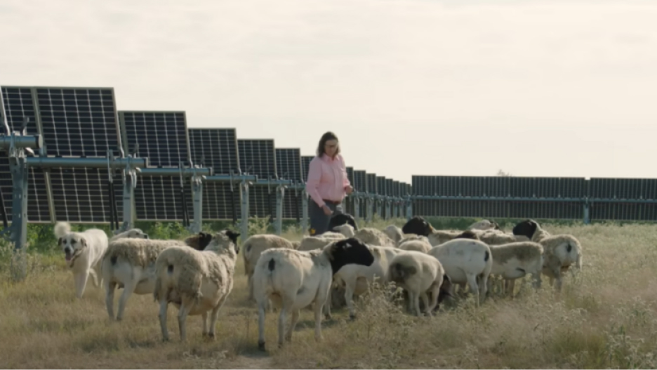 A person walks among a flock of sheep grazing near solar panels in a field.