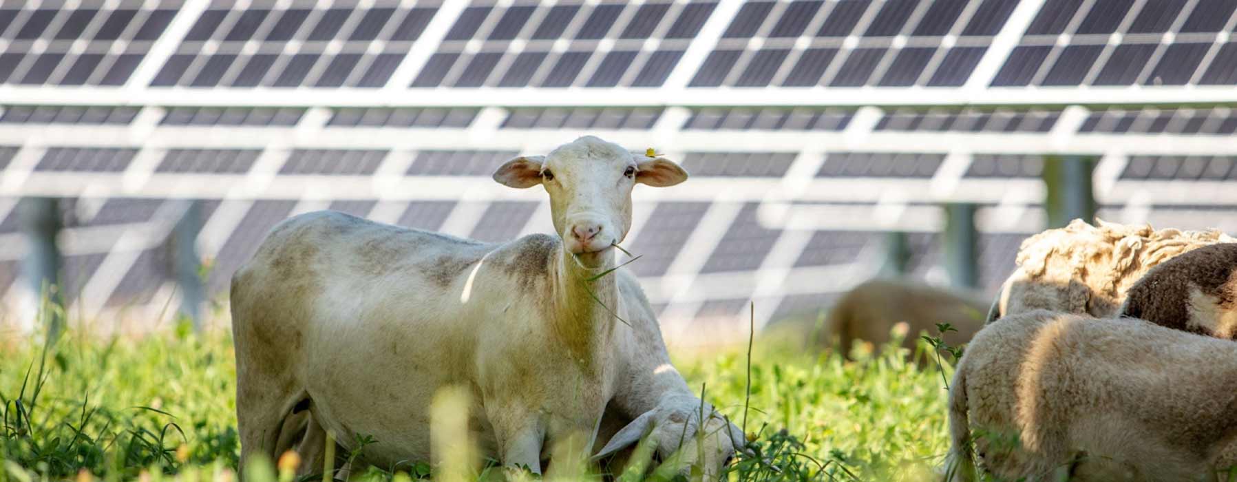 Sustainable farming practice: raising sheep amongst solar panels for renewable energy and agriculture.