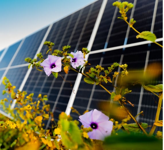 Sustainable energy and ecological benefits: Solar farm with a field of purple flowers attracting pollinators and generating clean electricity.
