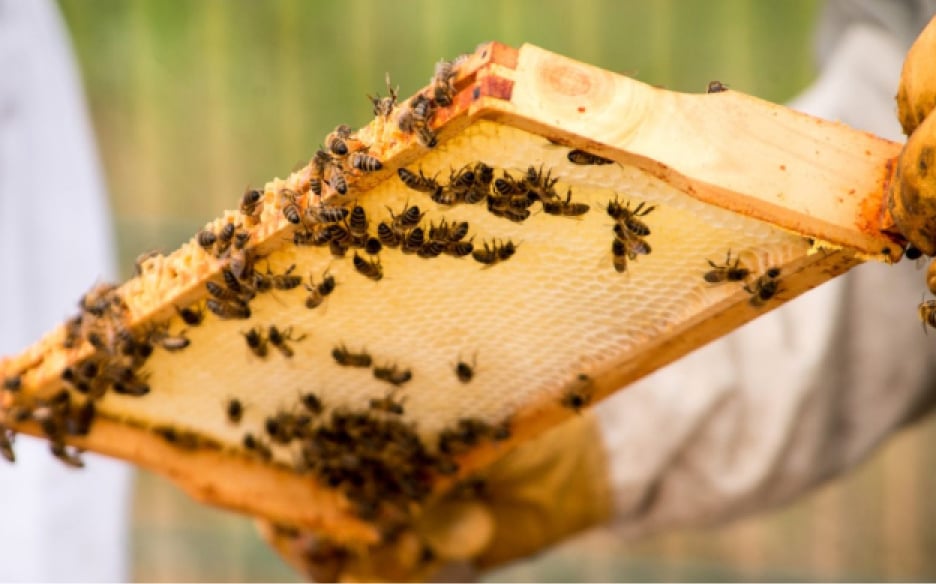 Close-up of a honeycomb frame covered in bees, held by a beekeeper.