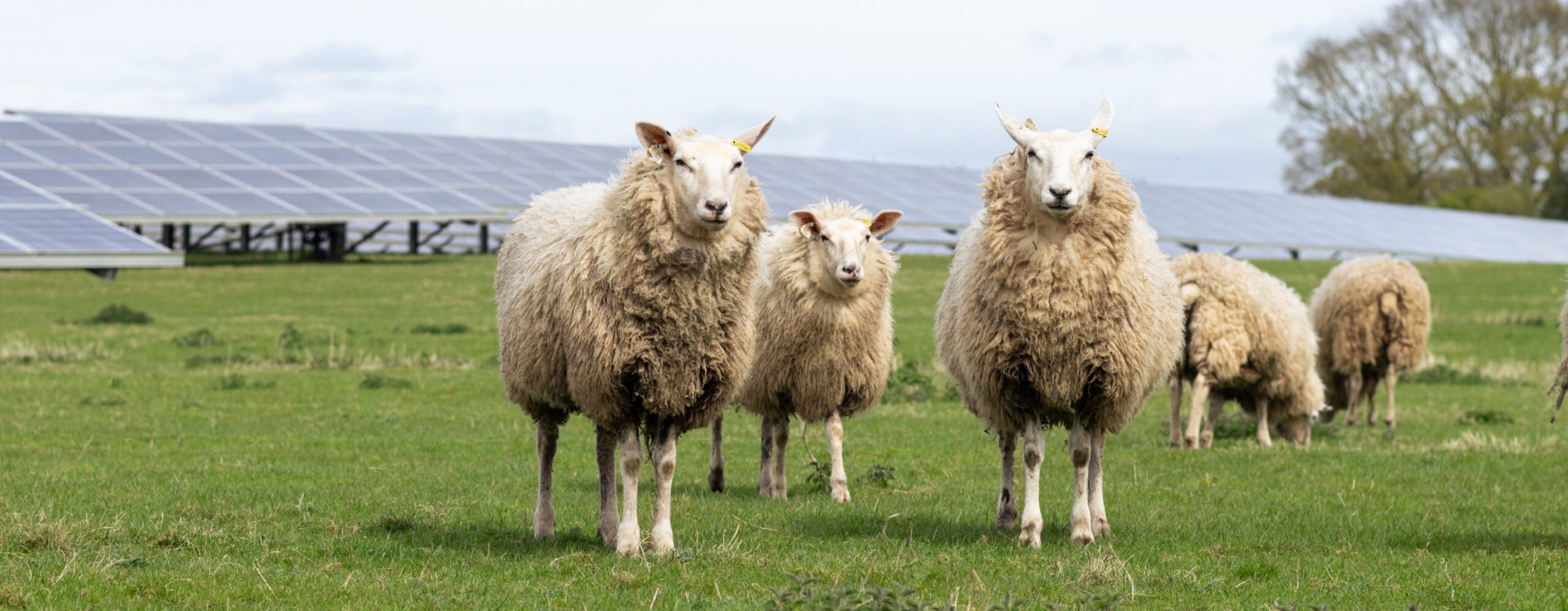 Sustainable land use: Sheep farming integrated with solar energy production, highlighting the potential for dual land use and ecological benefits.