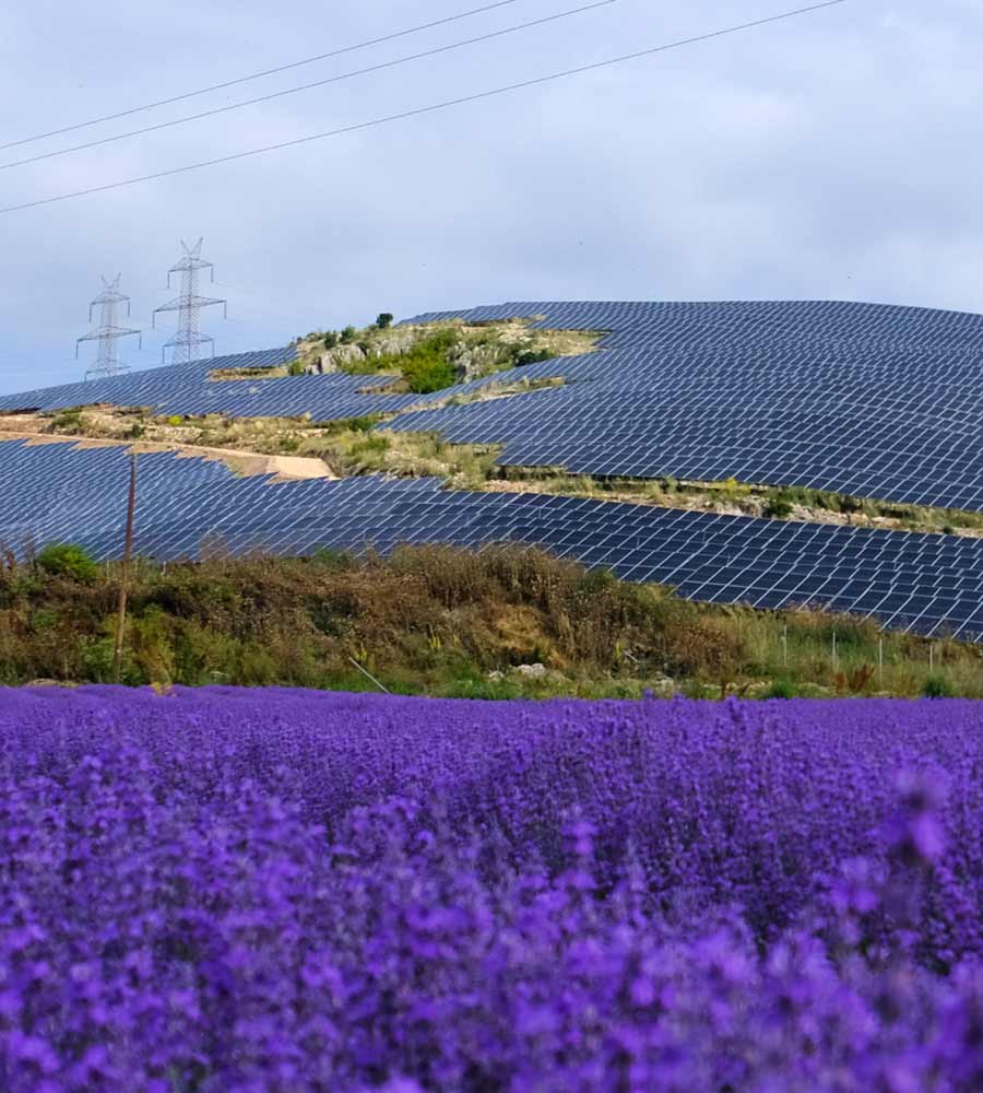 Aerial view of a solar farm integrated with a blooming lavender field, promoting sustainable land use and ecological benefits.