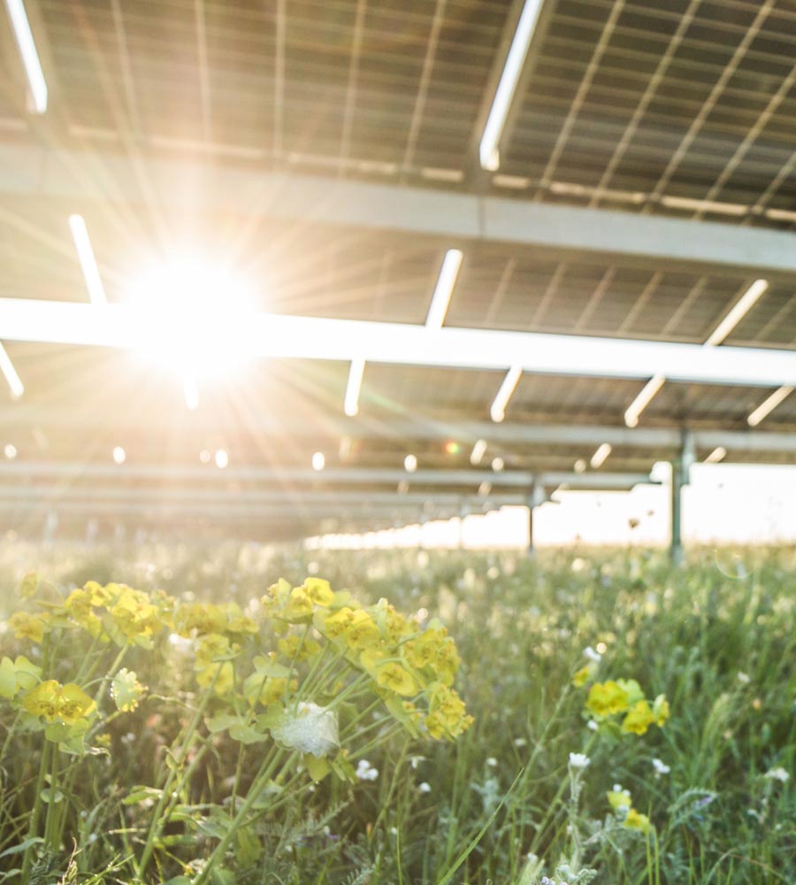 Sustainable energy and ecological benefits: Solar farm with a variety of plant life, attracting pollinators and creating a thriving ecosystem.