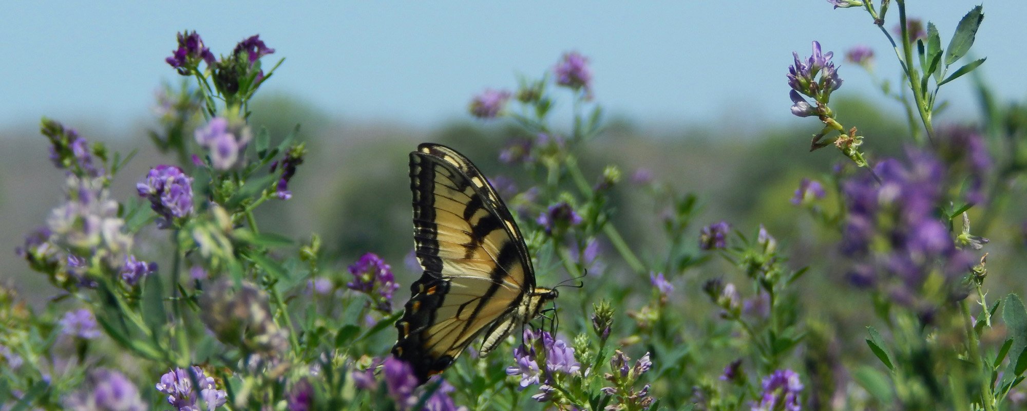 Butterfly on a plant