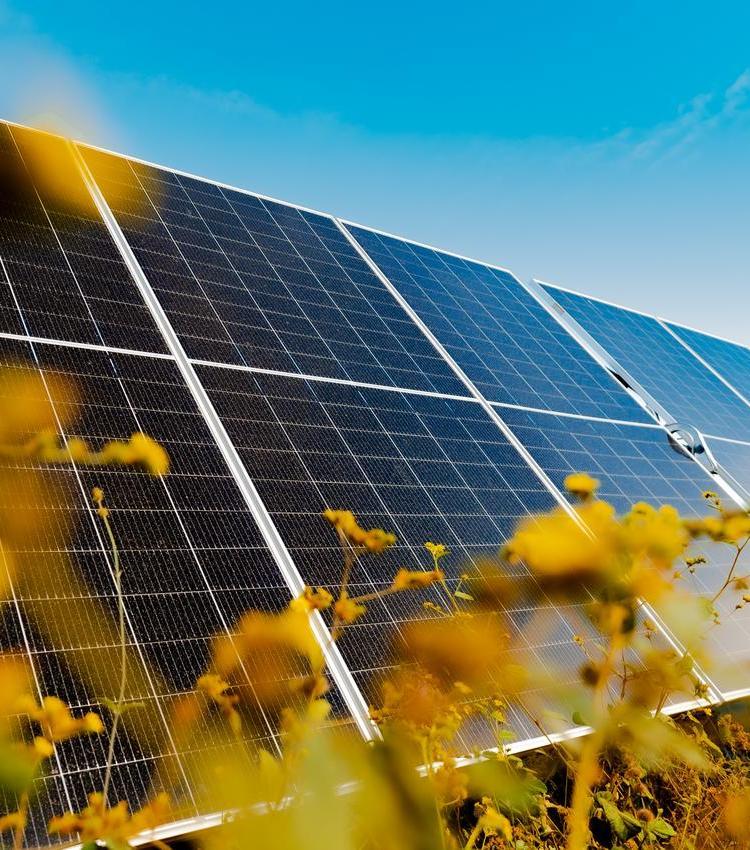 Close-up of solar panels with yellow wildflowers in the foreground under a clear blue sky.
