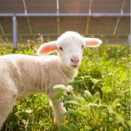 A cute lamb grazing in a field with a solar farm in the background, showcasing the concept of agrisolar land use where agriculture and renewable energy coexist.