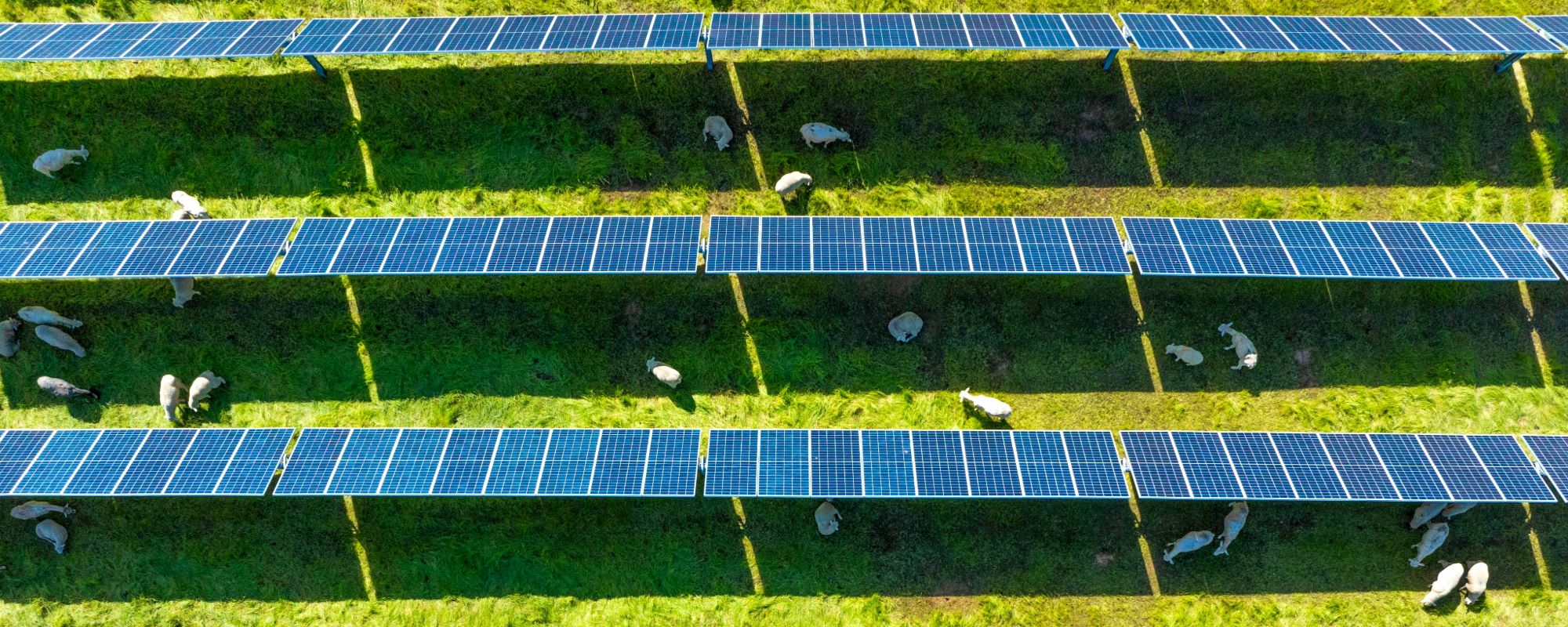 Overhead shot of sheep between rows of solar panels