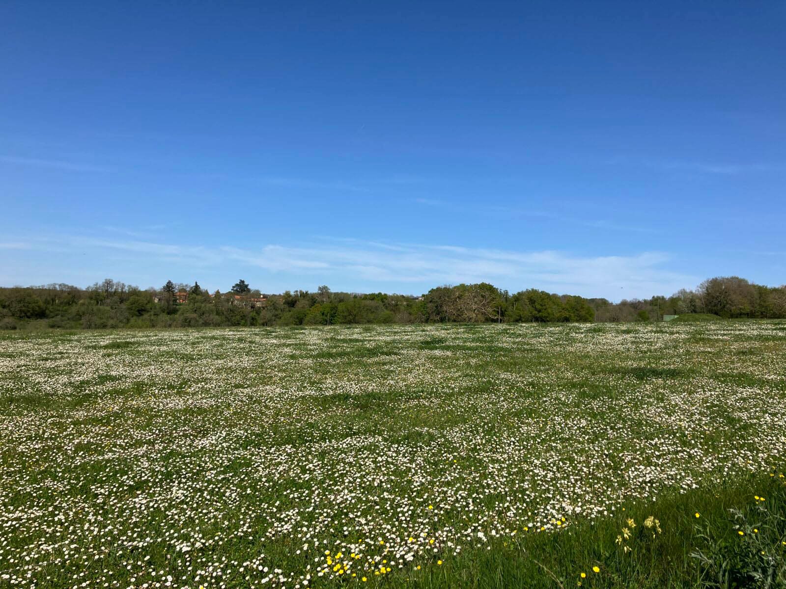 A wide view of a green field densely covered with white daisies under a clear blue sky.