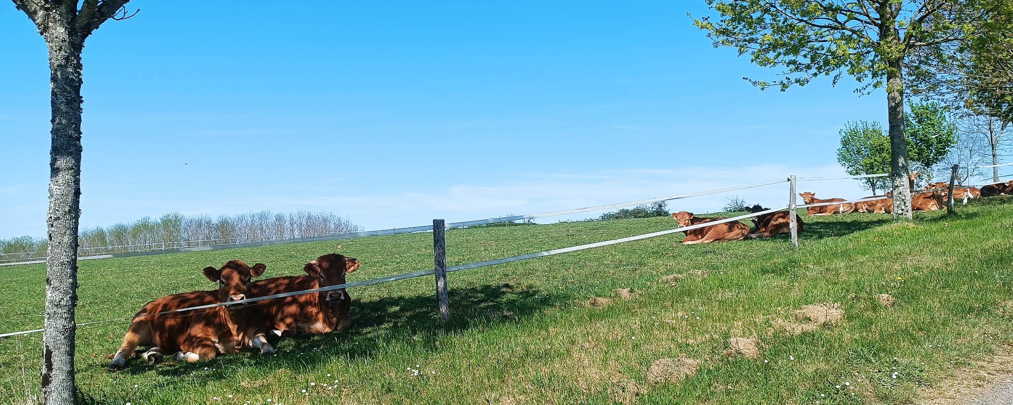 Brown cows in a field