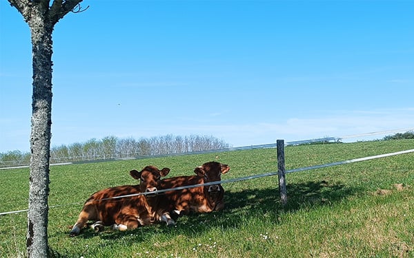 Two brown cows in a field