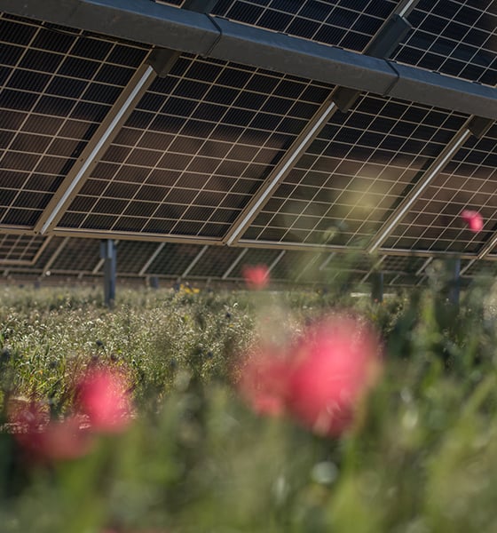 red poppies growing beneath solar panels