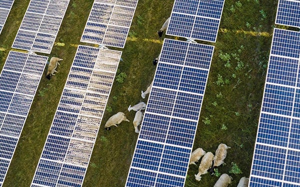 Aerial shot above solar panels, with sheep grazing beneath