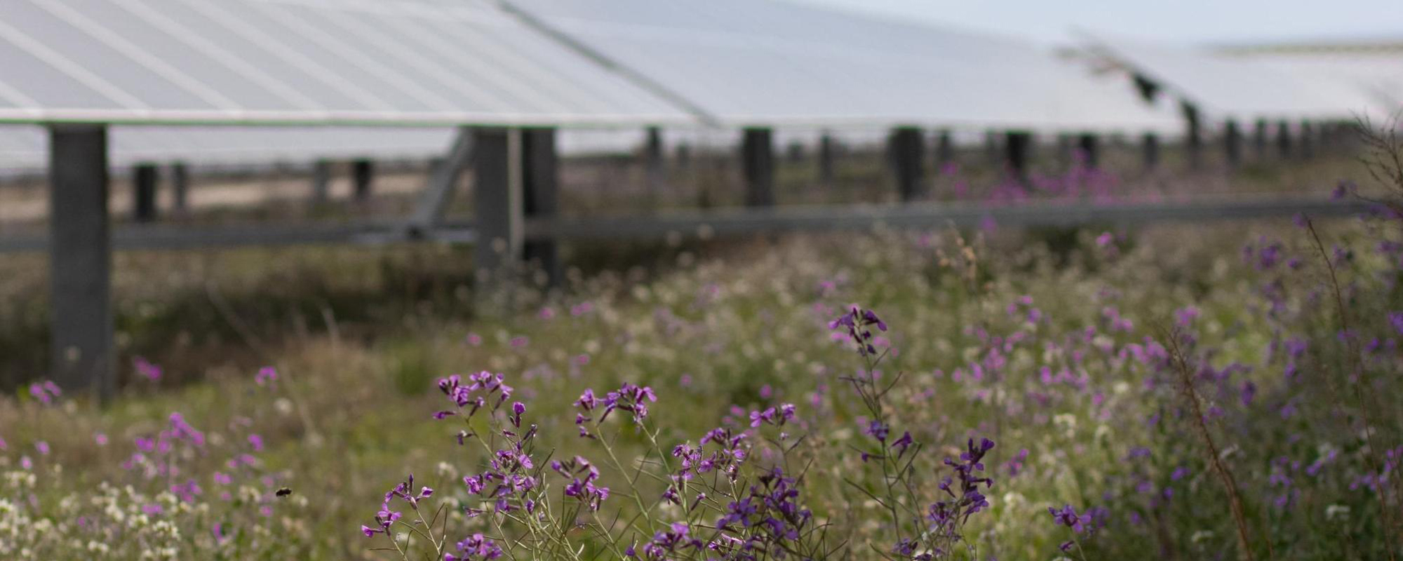 purple flowers growing beneath solar panels