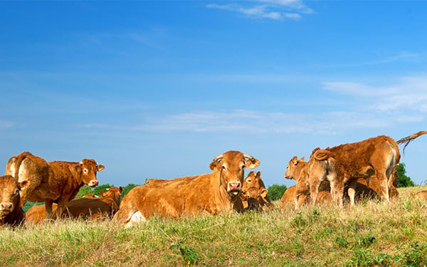 Herd of brown cows in a field