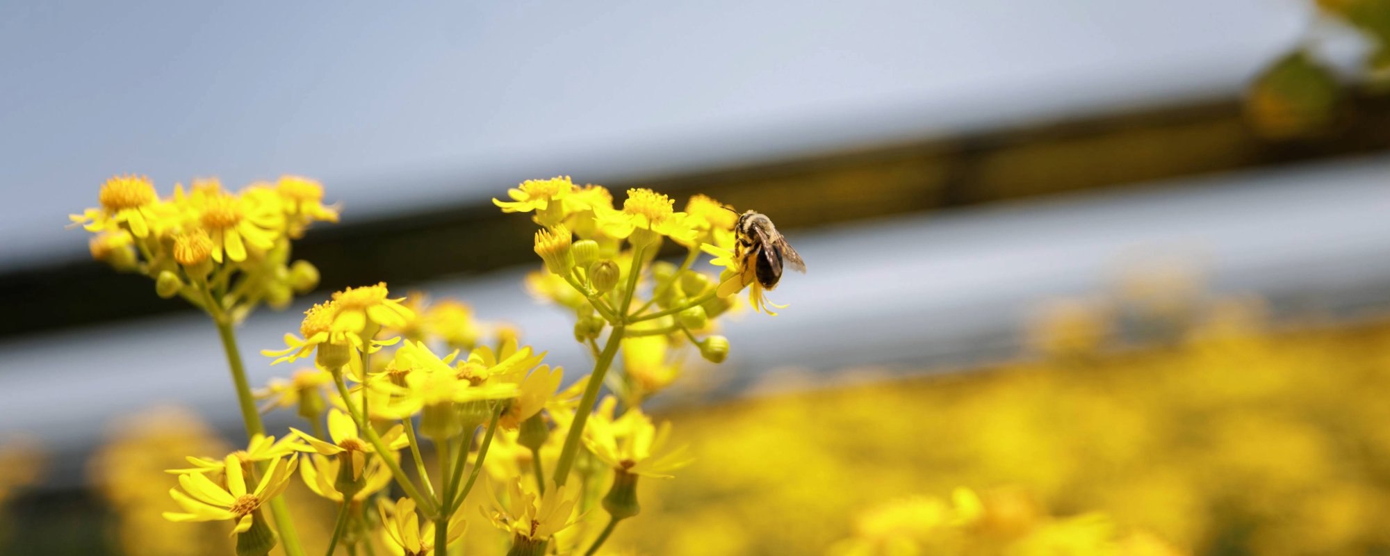 Bees on flowers