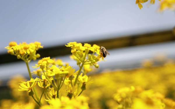 Bees on flowers